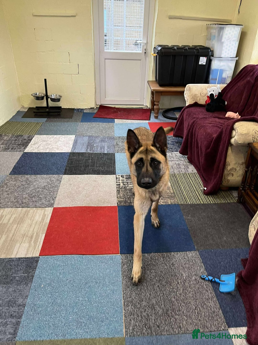 Mixed Breed dogs for adoption: Handsome CEDRIC - Advert 12