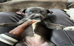 Mixed Breed dogs for sale: Blue nose staffy x Siberian husky pups - Image 3