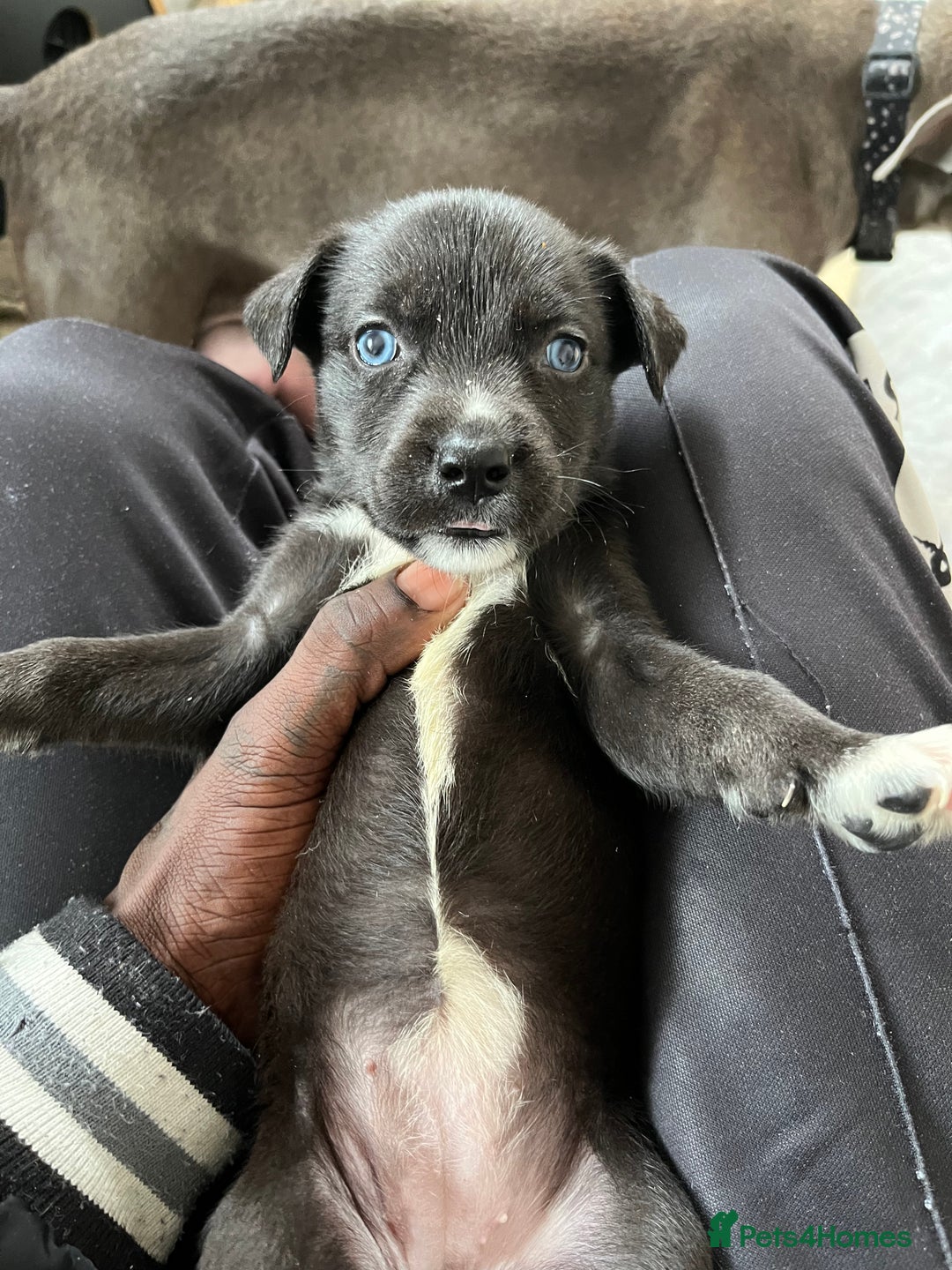 Mixed Breed dogs for sale: Blue nose staffy x Siberian husky pups - Image 3