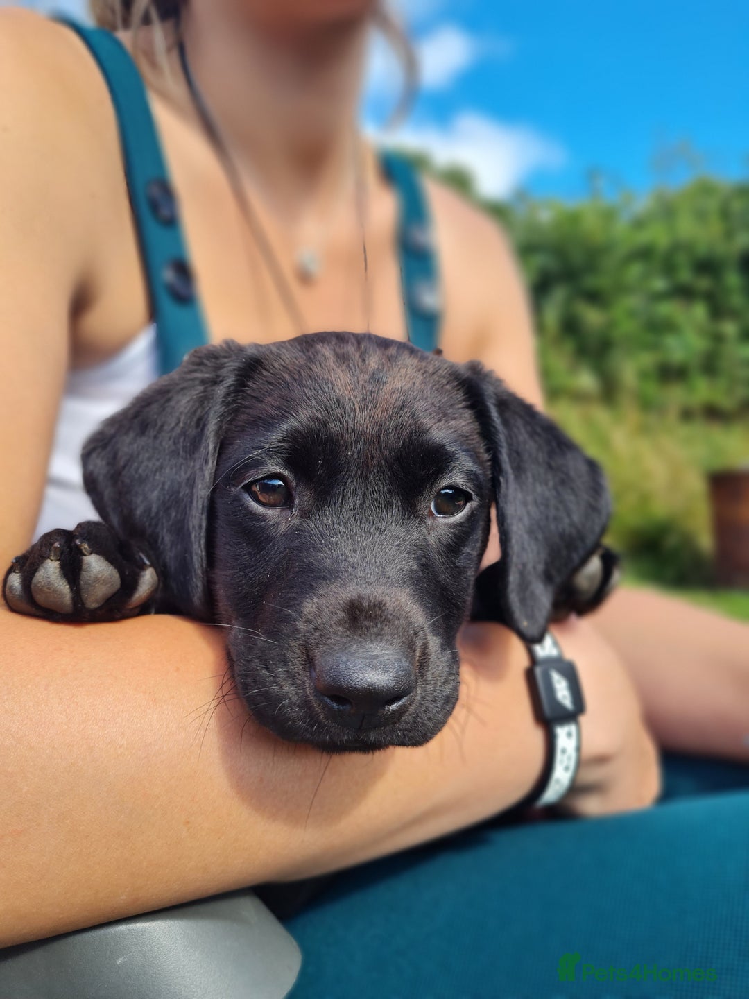 Labrador Retriever dogs for sale: Outstanding Black KC Labradors - Image 2