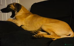Great Dane dogs for sale: Beautiful Great Dane  - Image 2