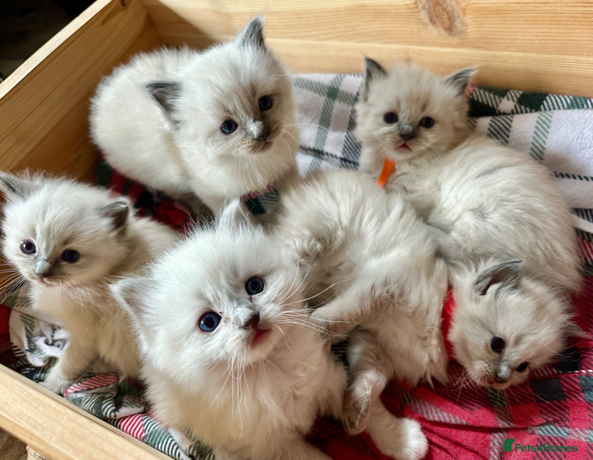 Ragdoll cats Pure blue point ragdoll kittens  - Advert 12