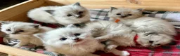 Ragdoll cats for sale: Pure blue point ragdoll kittens  - Advert 2