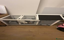 Netherland Dwarf rabbits for sale: Netherland Dwarf rabbit - Image 4