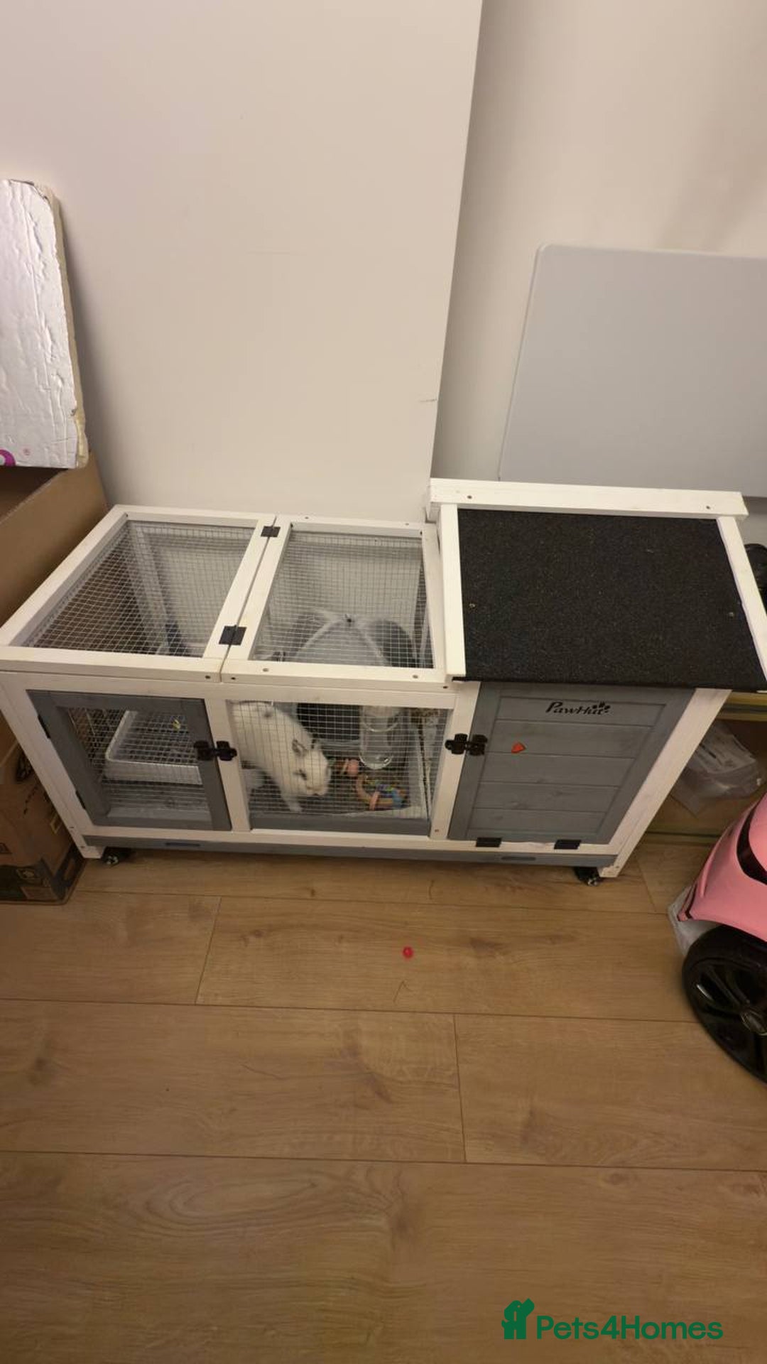 Netherland Dwarf rabbits for sale: Netherland Dwarf rabbit - Image 4