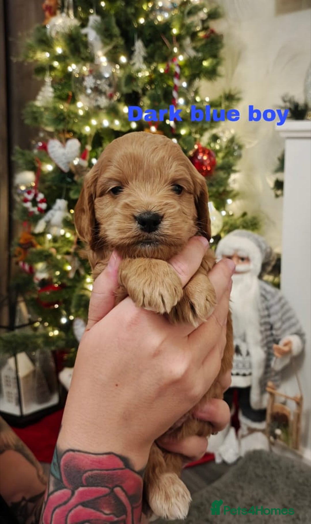 Cockapoo dogs for sale: Beautiful cockapoos puppies  - Advert 1