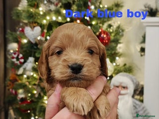 Cockapoo dogs Beautiful cockapoos puppies - Advert 12