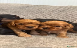 Cavalier King Charles Spaniel dogs for sale: 🐶5 generation kc registered tiny cavalier🐶 - Image 4