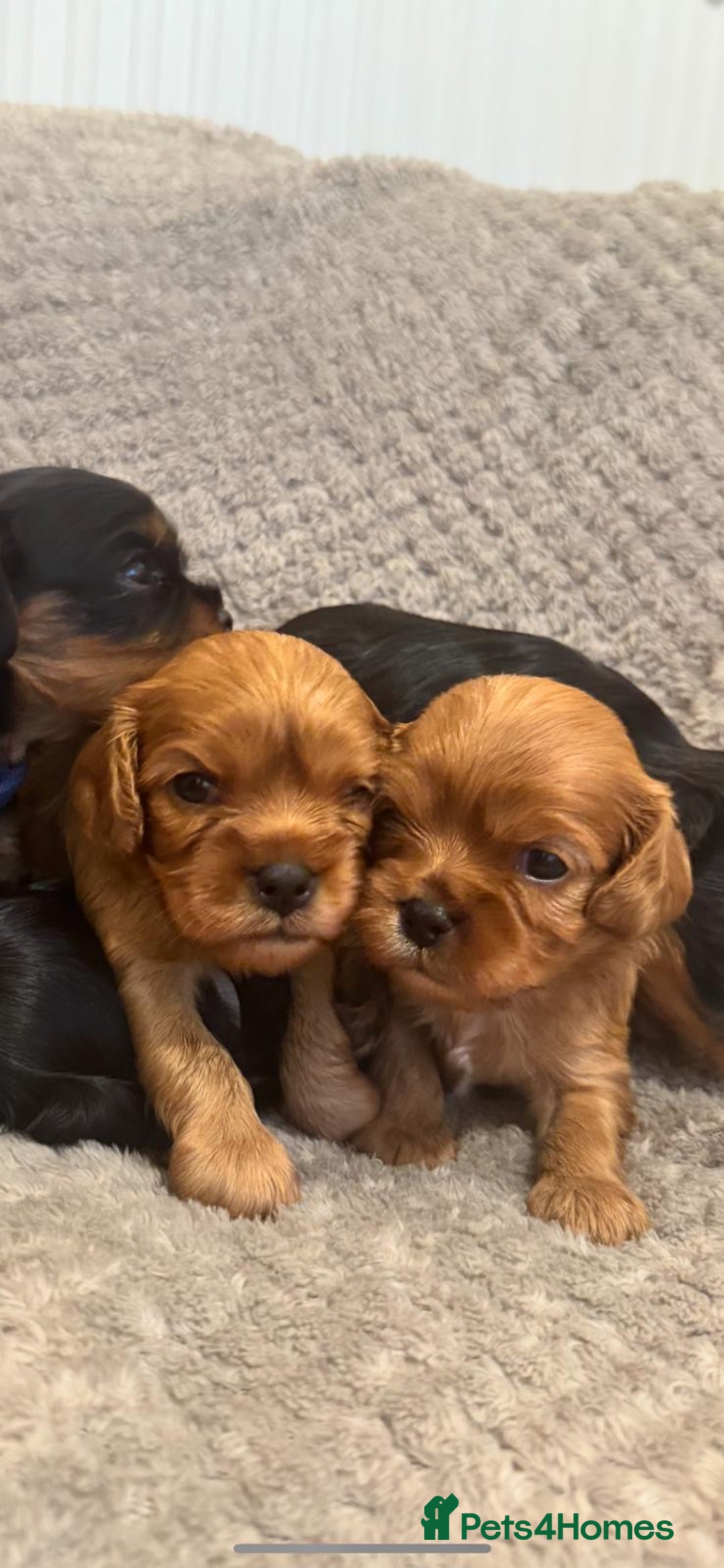 Cavalier King Charles Spaniel dogs for sale: 🐶5 generation kc registered tiny cavalier🐶 - Image 4