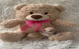 Poochon dogs for sale: Beautiful Poochon Puppies 🐾 - Image 7