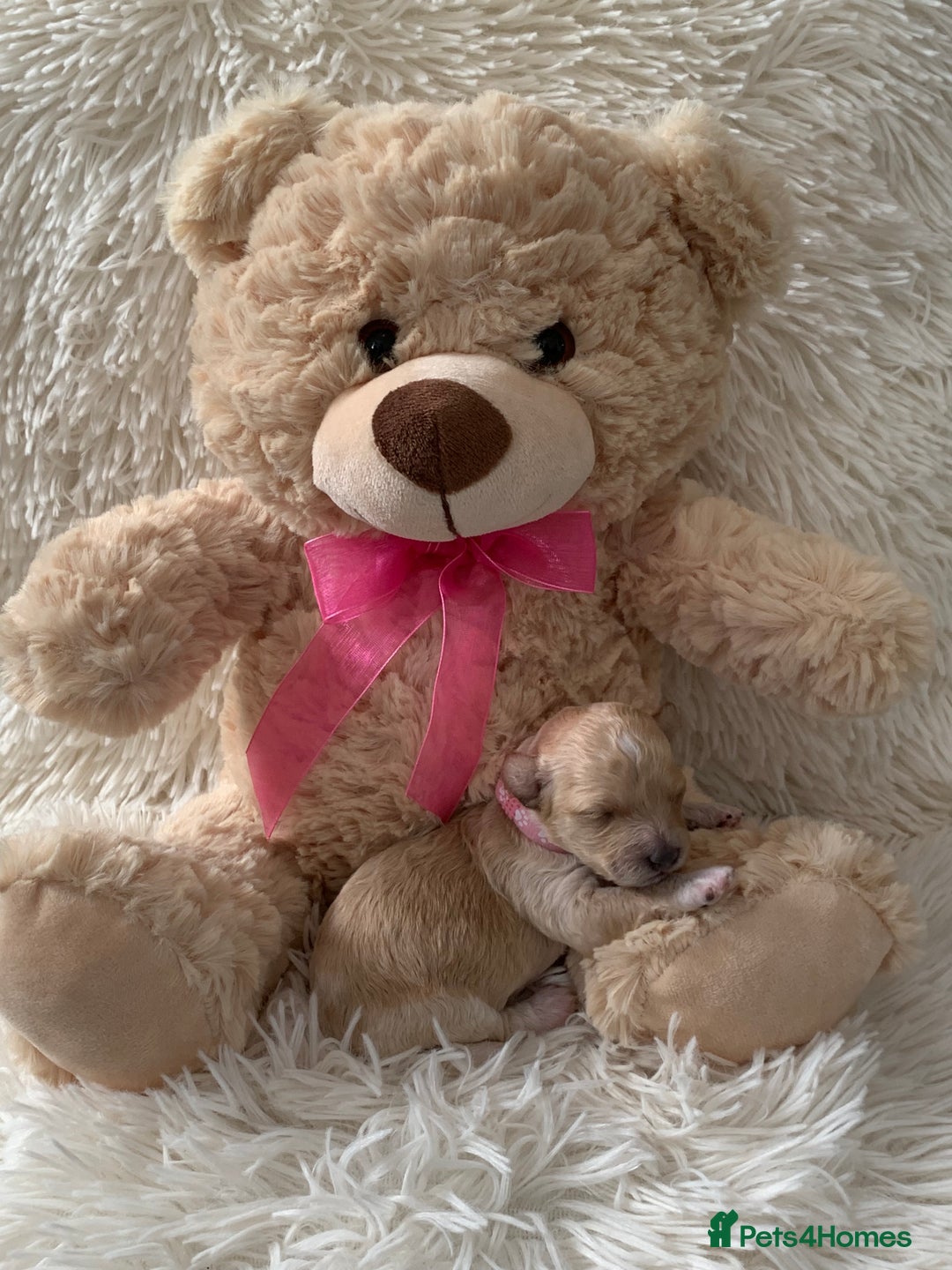 Poochon dogs for sale: Beautiful Poochon Puppies 🐾 - Image 7