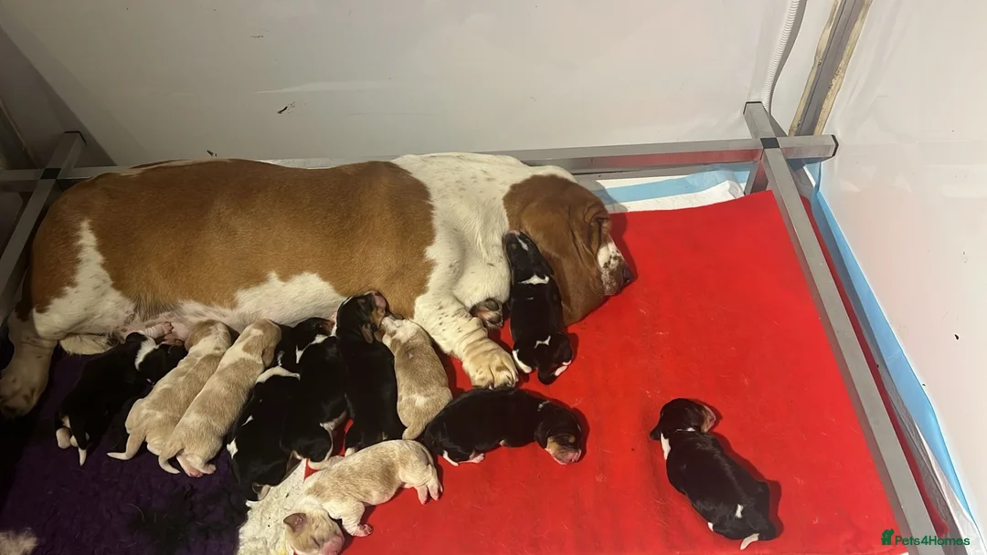 Basset Hound dogs for sale: Top Quality Basset Hound puppies  - Advert 3