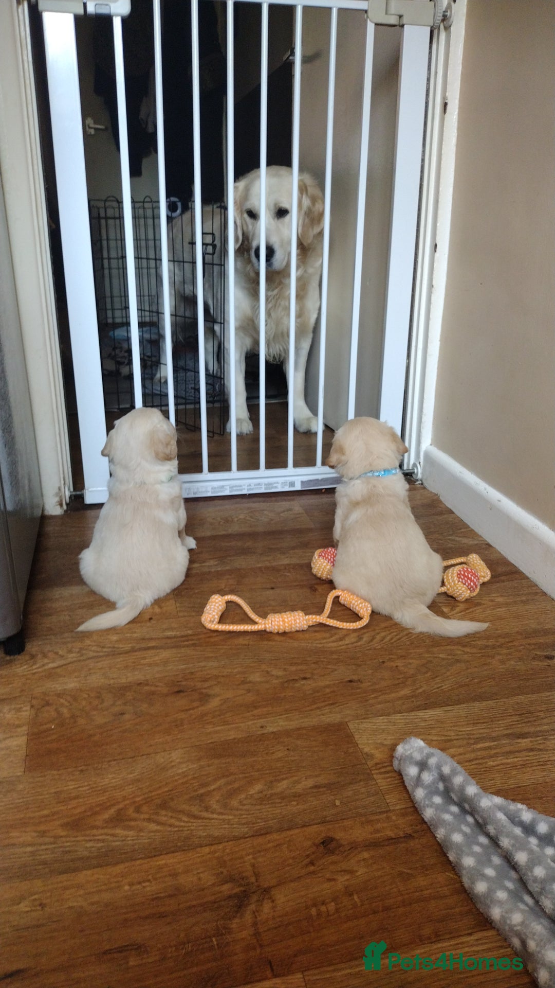 Golden Retriever dogs for sale: Golden Retriever Puppies For Sale - Image 7