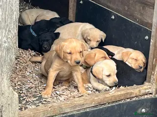 Labrador Retriever dogs Adorable KC Labrador Puppies for Sale - Advert 11