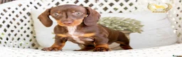 Miniature Dachshund dogs for sale: REDUCED STUNNING MINIATURE DACHSHUNDS - Advert 4