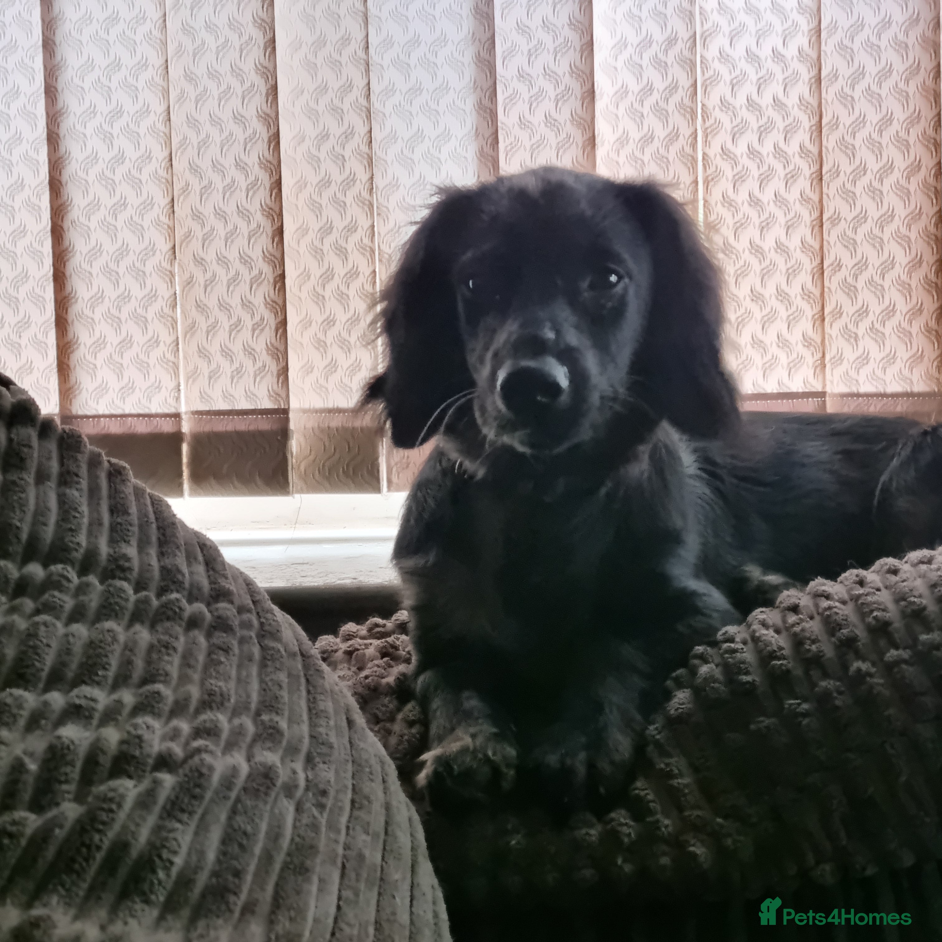 Mixed Breed dogs Docker  - Advert 15