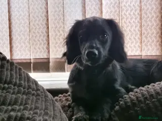 Mixed Breed dogs Docker - Advert 15