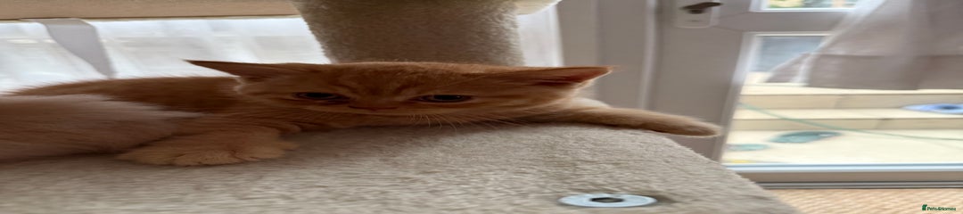 British Shorthair Orange