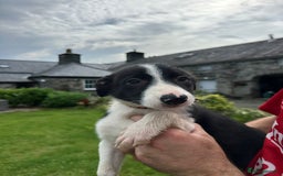 Border Collie dogs for sale: Border collie pups 🐶  - Image 10