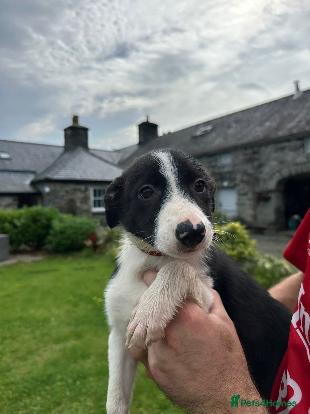 Border Collie dogs for sale: Border collie pups 🐶  - Image 10