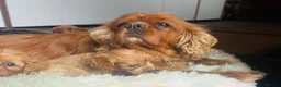 Cavapoo dogs for sale: F1 cavapoo ready for new loving homes  - Advert 26