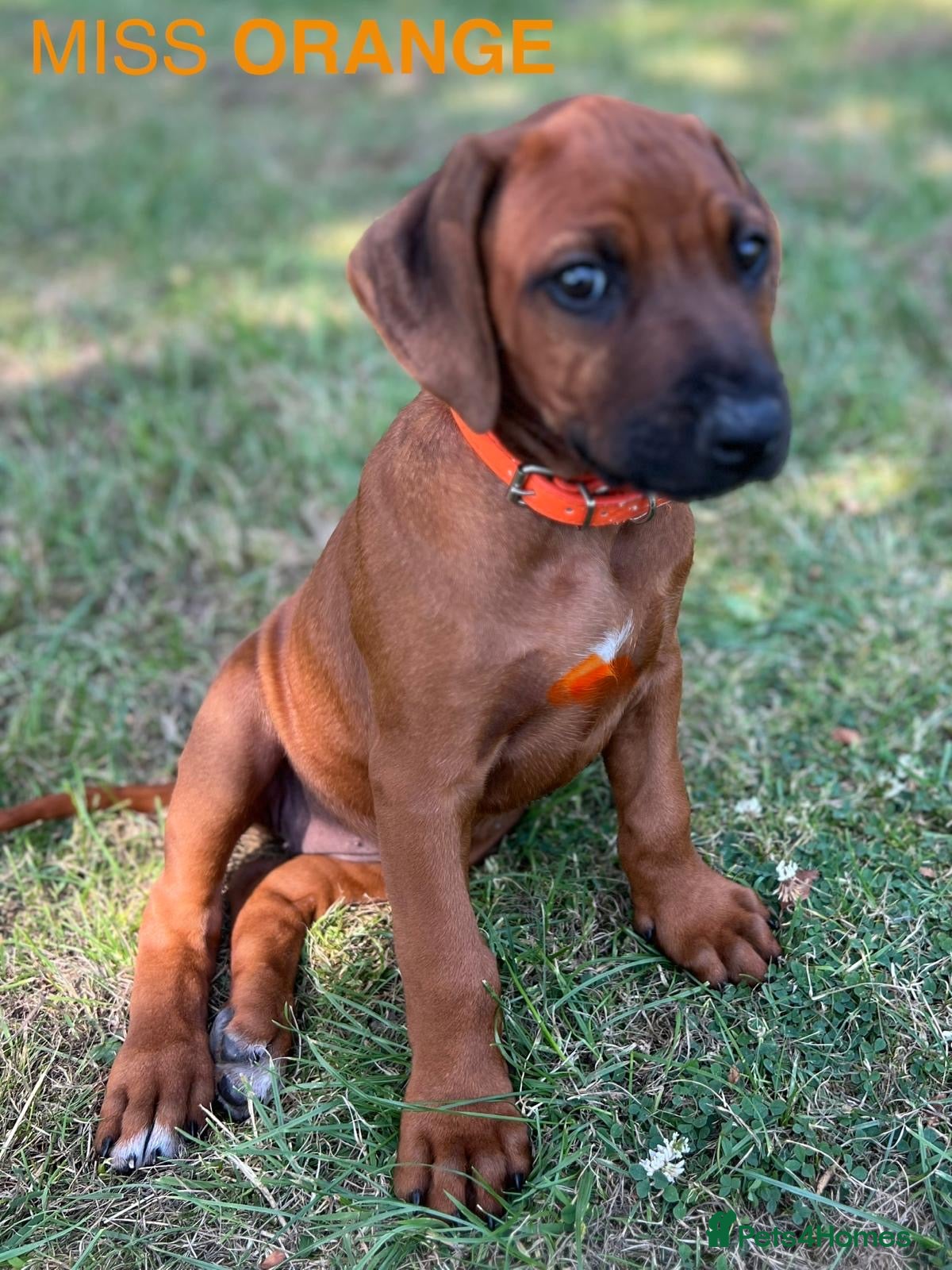 Rhodesian Ridgeback dogs 5 Star Council Registered Breeder         - Advert 2