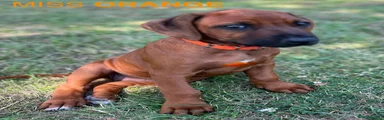 Rhodesian Ridgeback 6