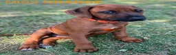 Rhodesian Ridgeback dogs for sale: 5 Star Council Registered Breeder         - Advert 14