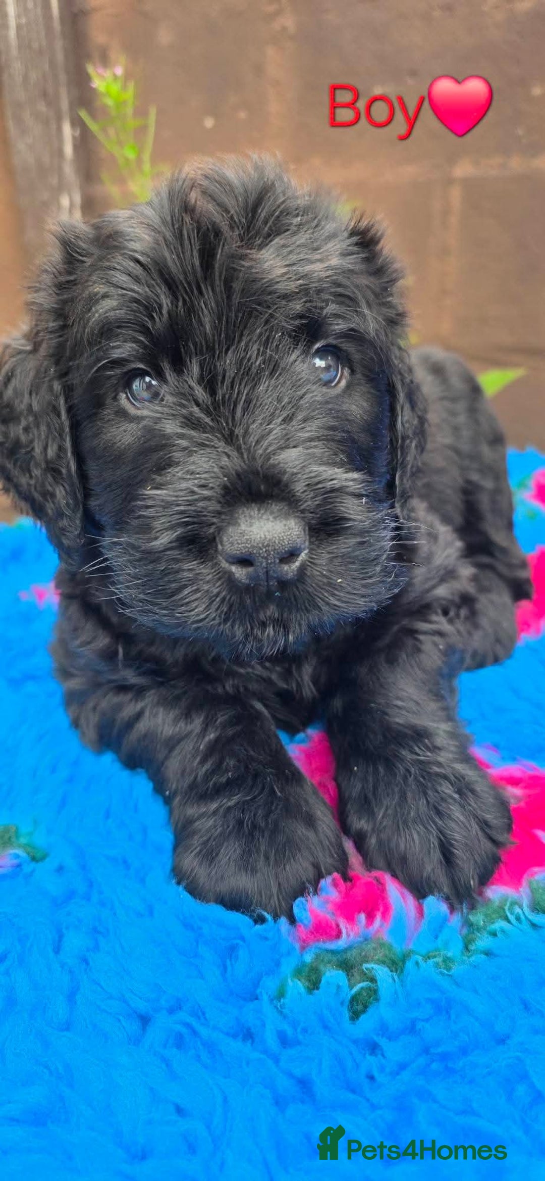 Russian Black Terrier dogs for sale: Russian Black Terrier  - Image 27