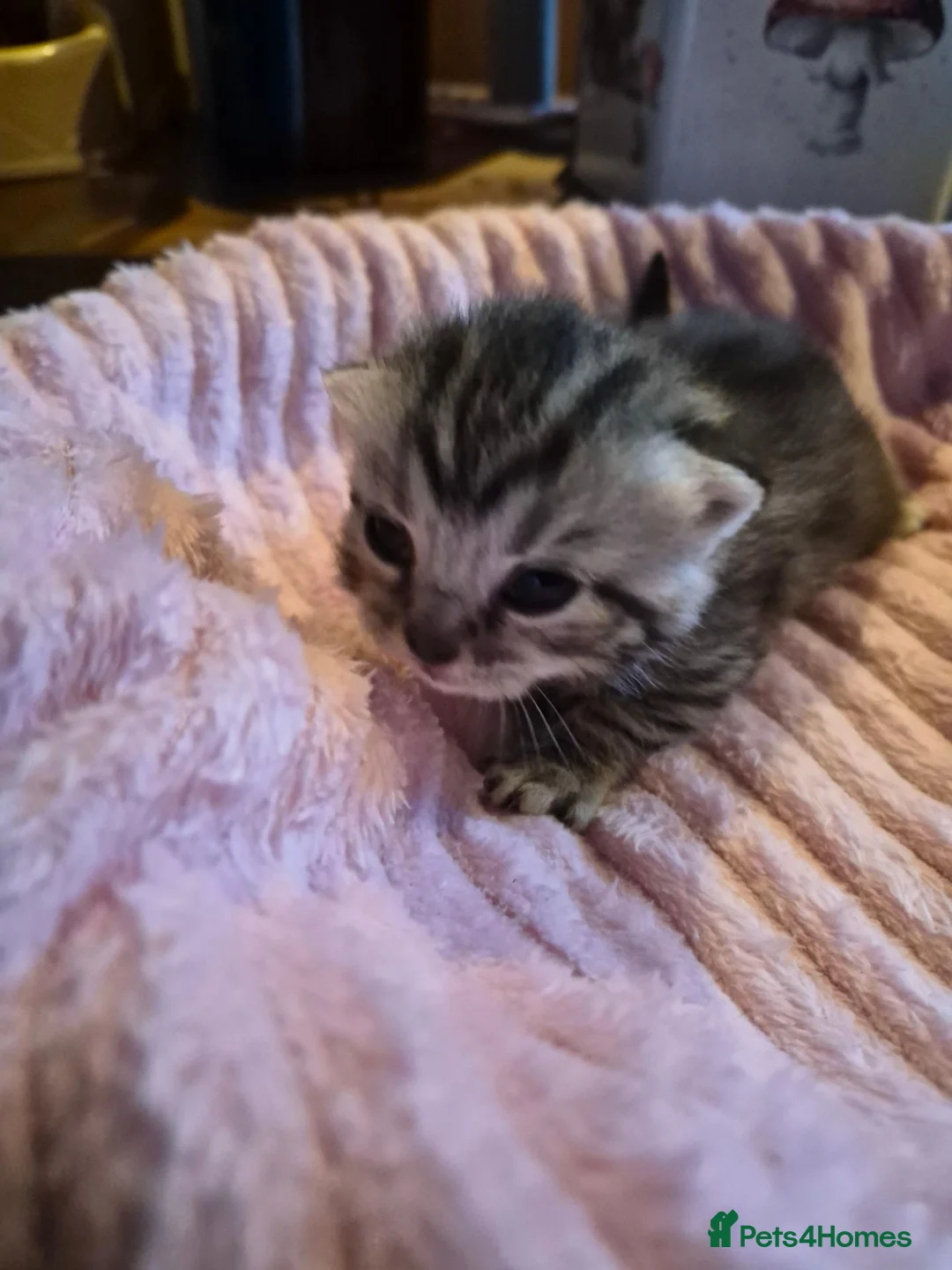 British Shorthair cats for sale: Beautiful home bred British shorthair. - Advert 11