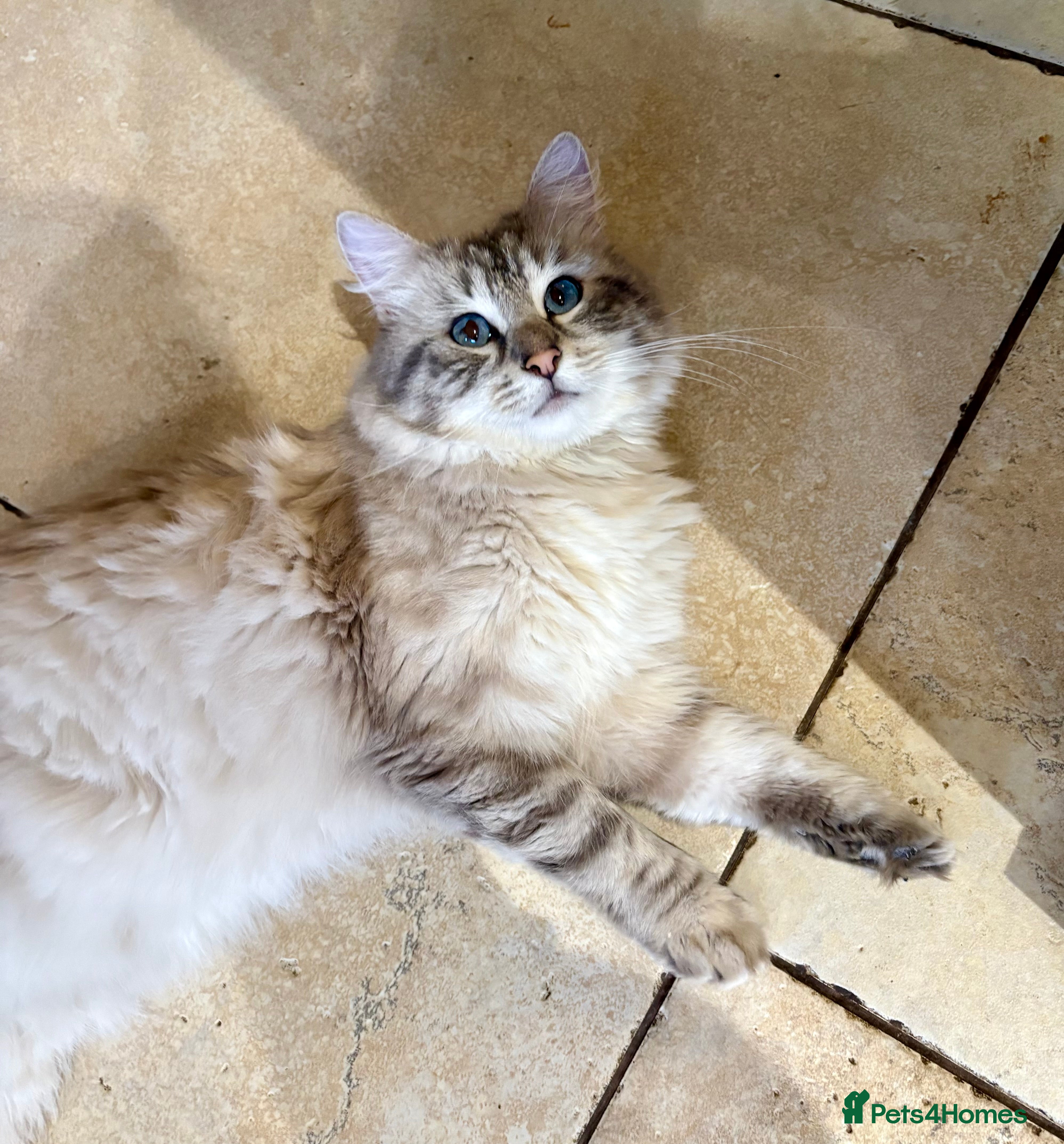 Ragdoll cats Blue Lynx Boy Looking for Visiting Girlfriends 💙 - Advert 15