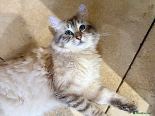 Ragdoll cats Blue Lynx Boy Looking for Visiting Girlfriends 💙 - Advert 12