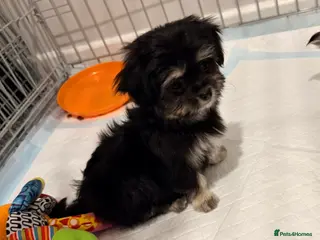 Mixed Breed dogs Malchi fluffy puppies - Advert 12