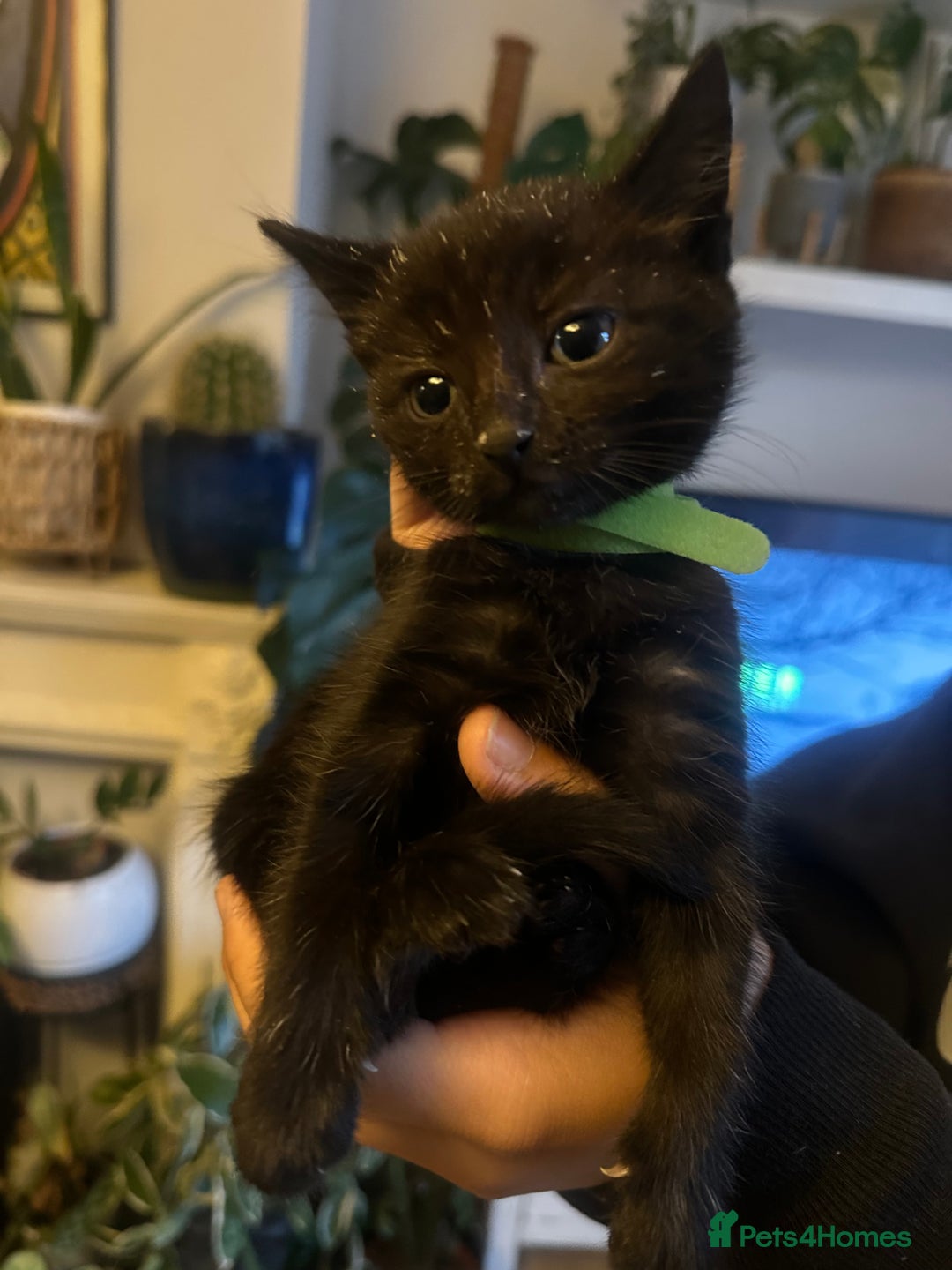Mixed Breed cats for sale: 3 Beautiful Kittens Remaining  - Image 24