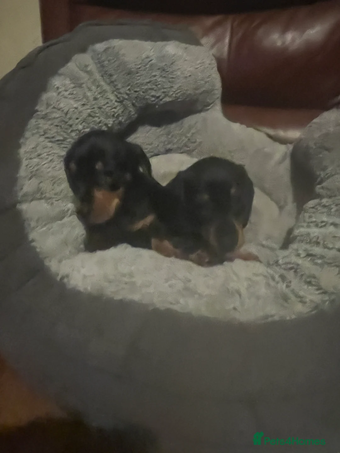 Miniature Dachshund dogs for sale: miniature dachshunds - Advert 10