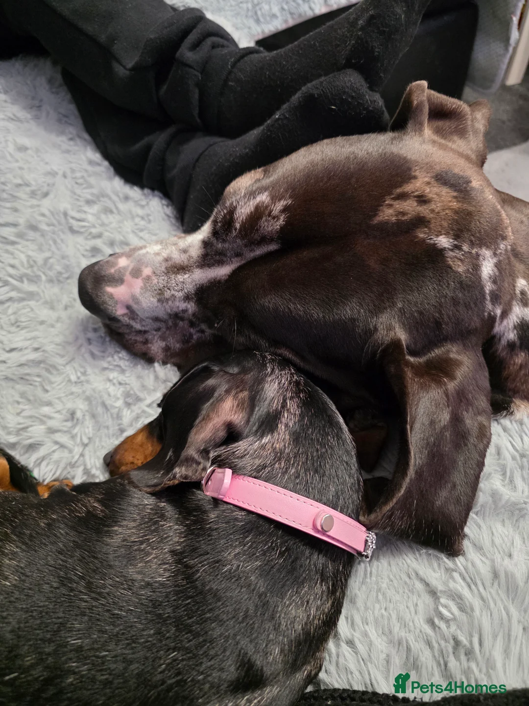 Great Dane dogs for sale: Beautiful male dane - Advert 3