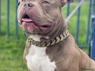 American Bully dogs Stud Only - Advert 4