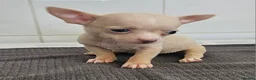 Chihuahua dogs for sale: Beautiful Short-haired chihuahua puppies  - Advert 13