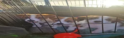 Jack Russell dogs for sale: Pedigree Jack Russell Terrier  in Filey - Advert 5