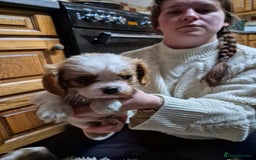 Cavalier King Charles Spaniel dogs for sale: Blenheim Cavalier King Charles spaniel puppies  - Image 12