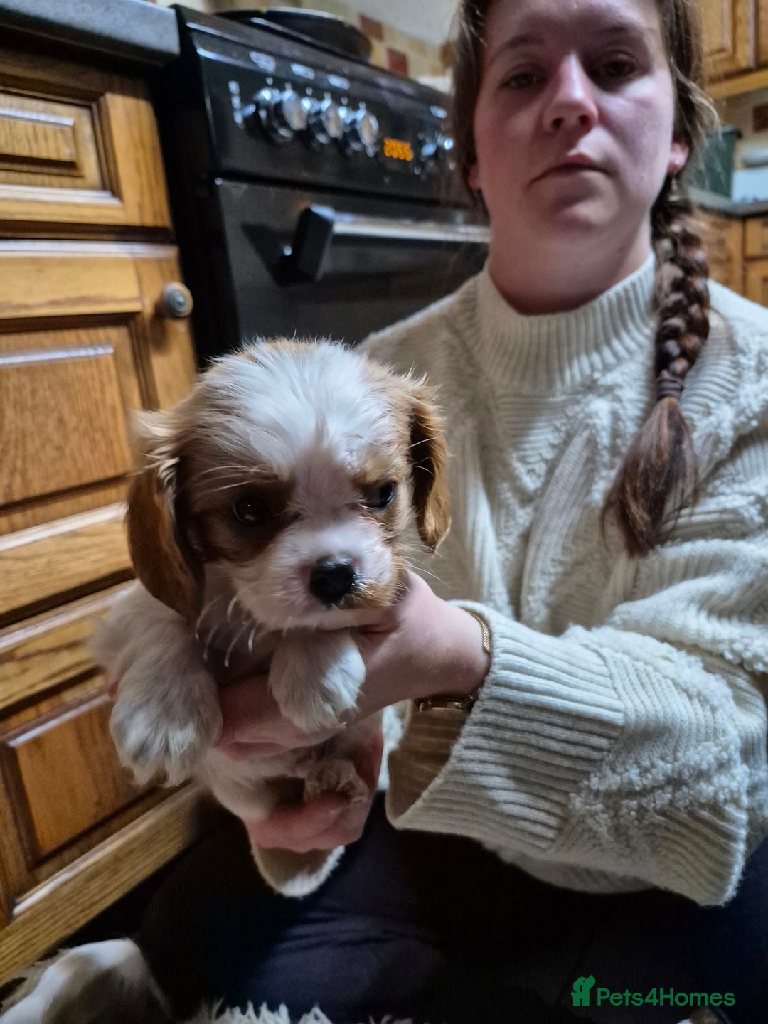 Cavalier King Charles Spaniel dogs for sale: Blenheim Cavalier King Charles spaniel puppies  - Image 12
