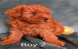 Maltipoo dogs for sale: RED TOY MALTIPOO - Image 4
