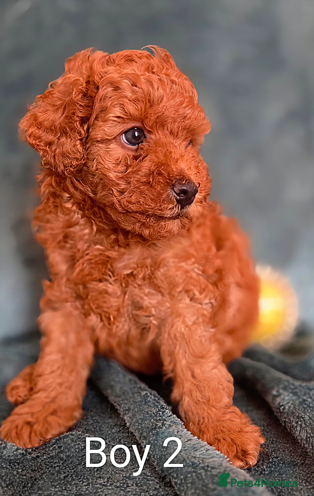 Maltipoo dogs for sale: RED TOY MALTIPOO - Image 4