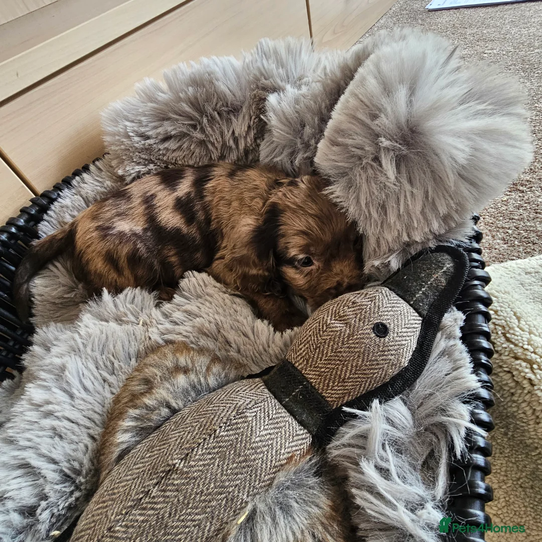 Cocker Spaniel dogs for sale: Working Type Cocker Spaniels - Advert 2