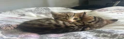Mixed Breed cats for sale: Beautiful kittens ready for amazing homes  - Advert 15