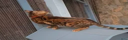 Bengal cats for stud: Reign TICA Registered Snow&Silver Carrier Stud - Advert 3