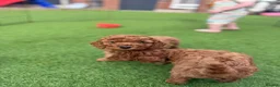 Cockapoo dogs for sale: Beautiful F2 cockapoo  - Advert 7