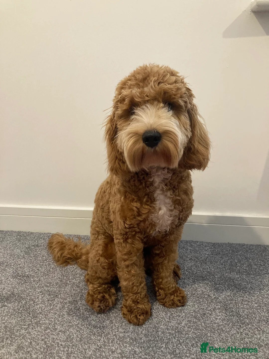 Cockapoo dogs for stud: STUD - F1 Red and white Cockapoo - Health Clear in York - Advert 5