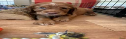 Cocker Spaniel dogs for sale: Last Puppy Available Calm Boy in Newton Abbot in Newton Abbot - Advert 28