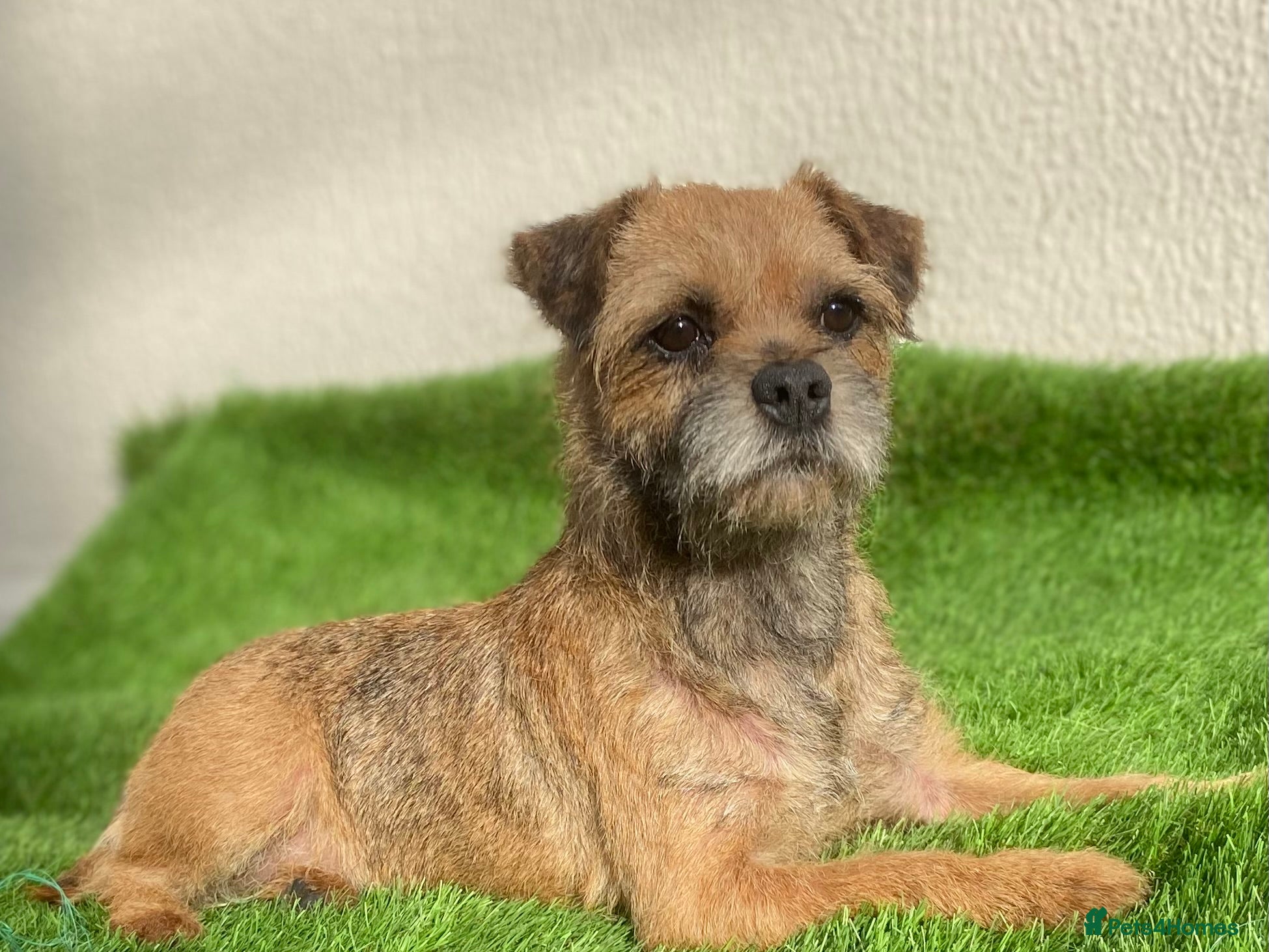 Border Terrier dogs Border terrier pups  - Advert 5